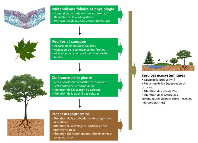 Pollution urbaine et effets de l’ozone sur la végétation