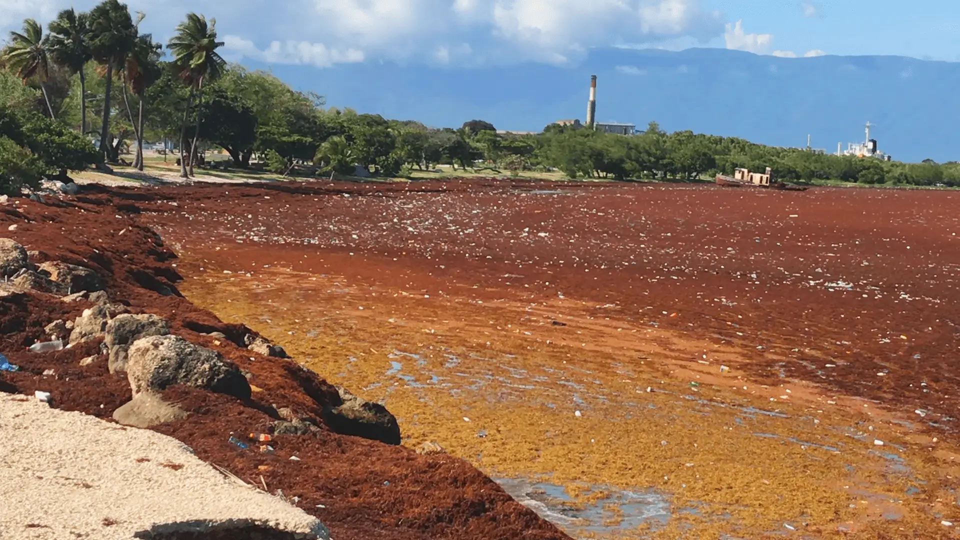 Marea parda de sargazo en la costa de República Dominicana