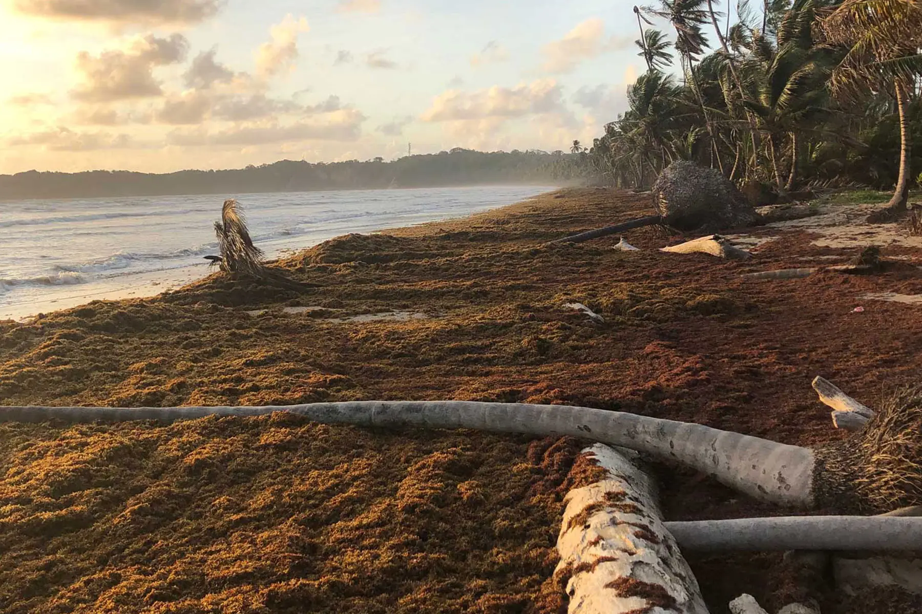 Depósitos litorales de la macroalga sargazo (Sargassum) en Miami Beach - Estados Unidos de América - Foto Jack Doe - Sargassum Informative Hub - Kunak