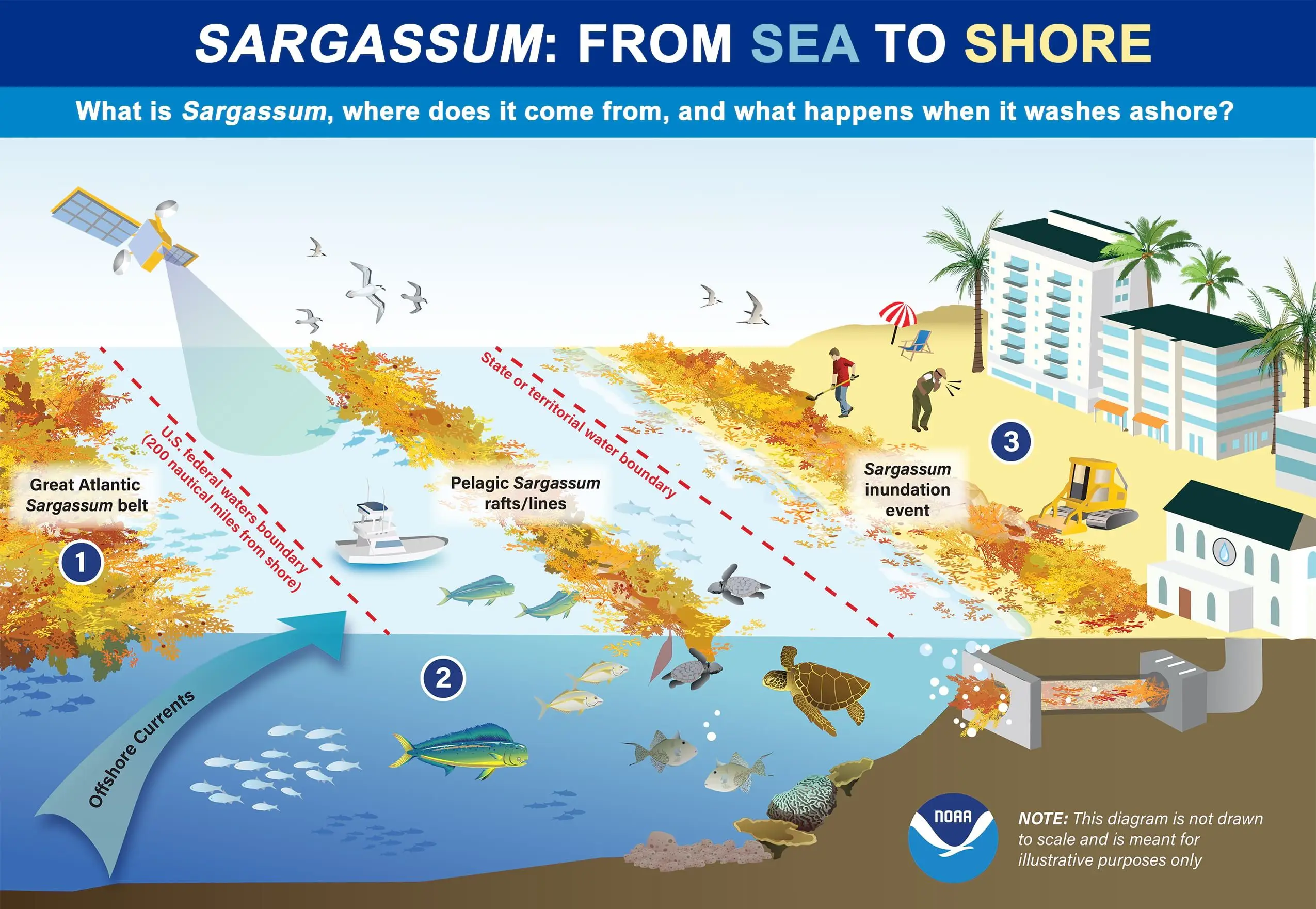 Cette infographie illustre le mouvement des sargasses de la mer à la côte - Oceanic Services NOAA US - Kunak