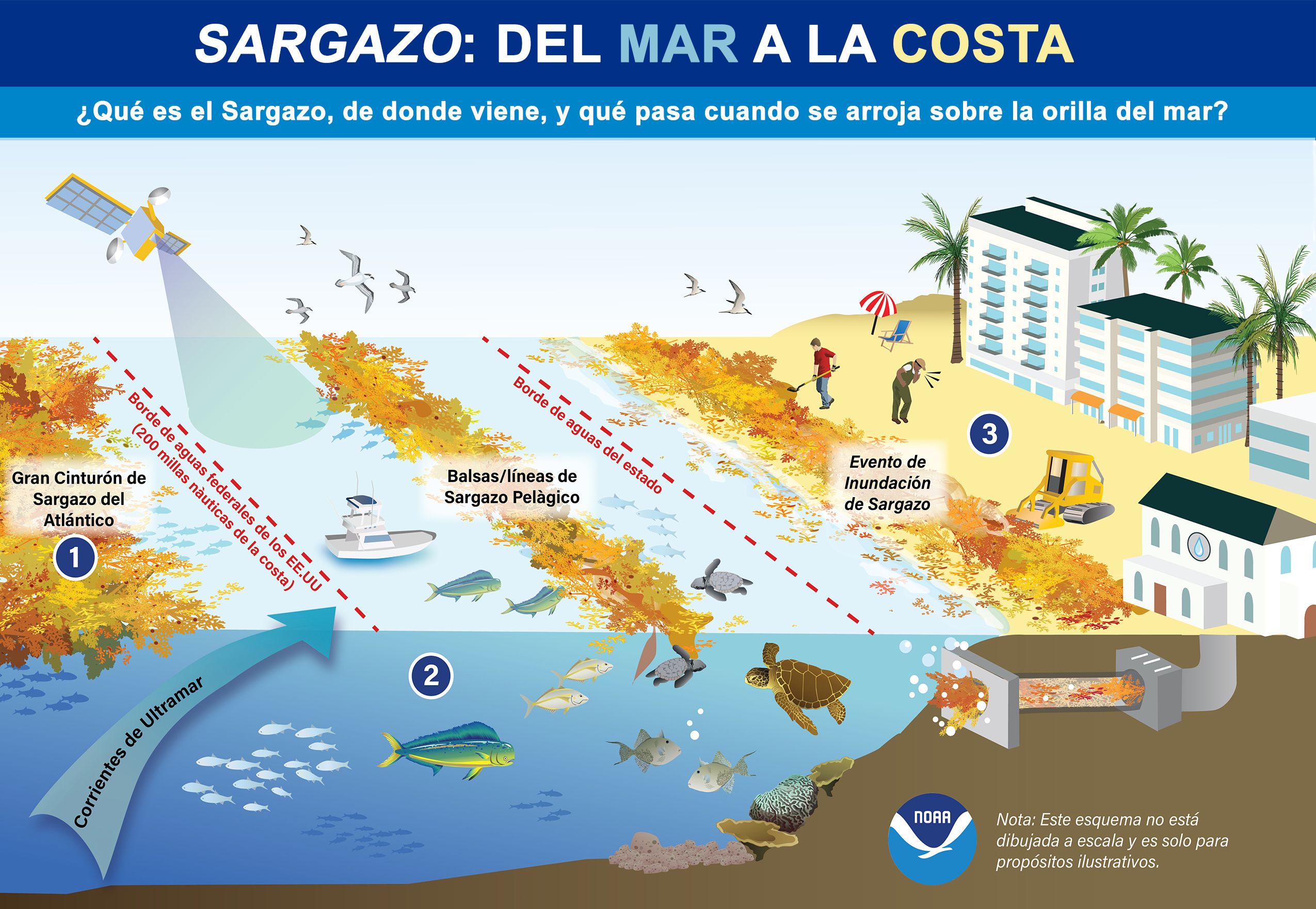 Infografía NOAA sobre el sargazo, su procedencia y qué ocurre cuando alcanza las costa.