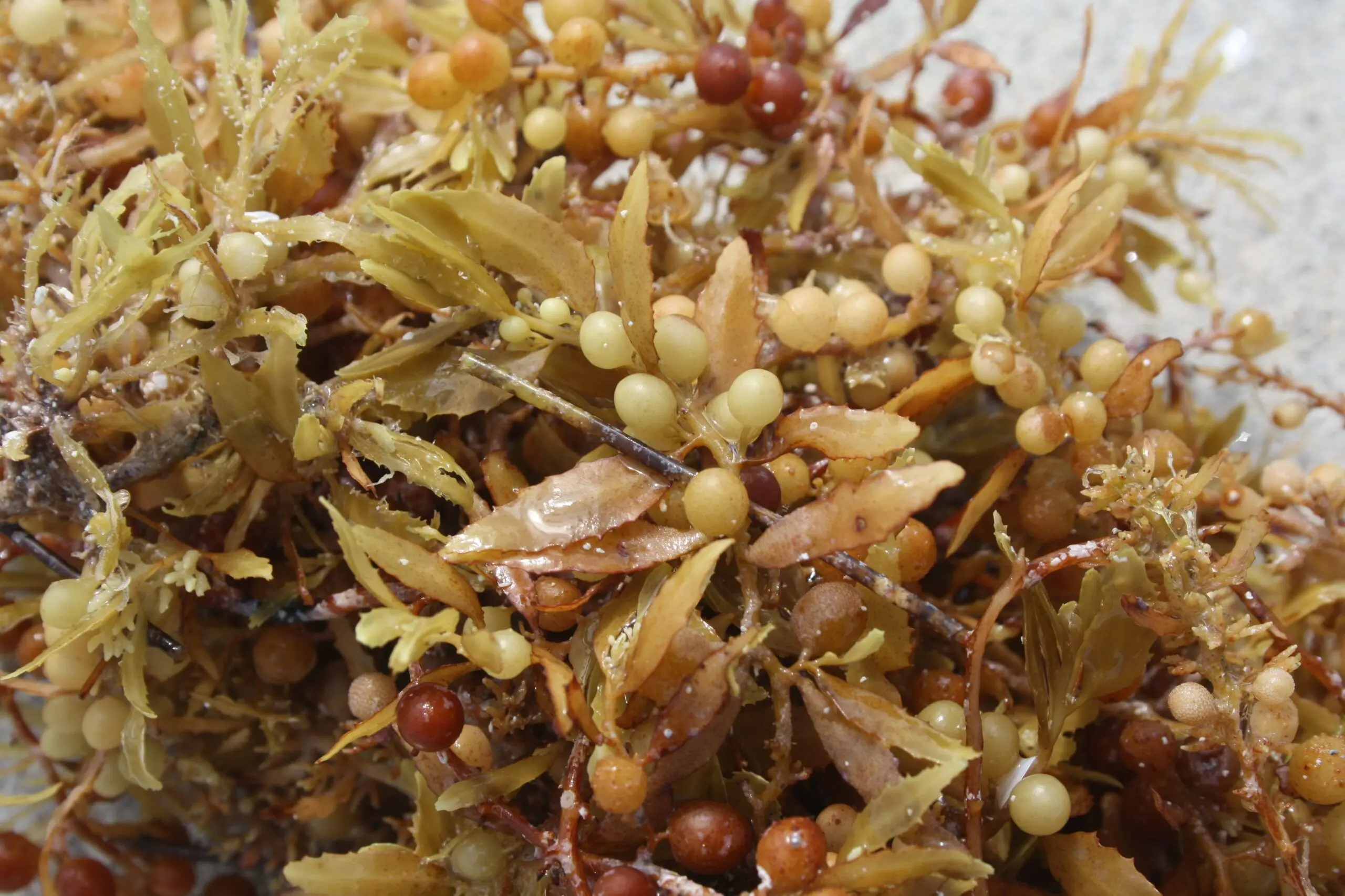 Detalle de las vesículas que permiten flotar a la macroalga sargazo_ Wikimedia Commons - Kunak