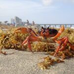 When floating in the ocean, sargassum is a source of food, shelter and reproduction for marine life, but on the shoreline it poses a threat to coastal ecosystems - Kunak