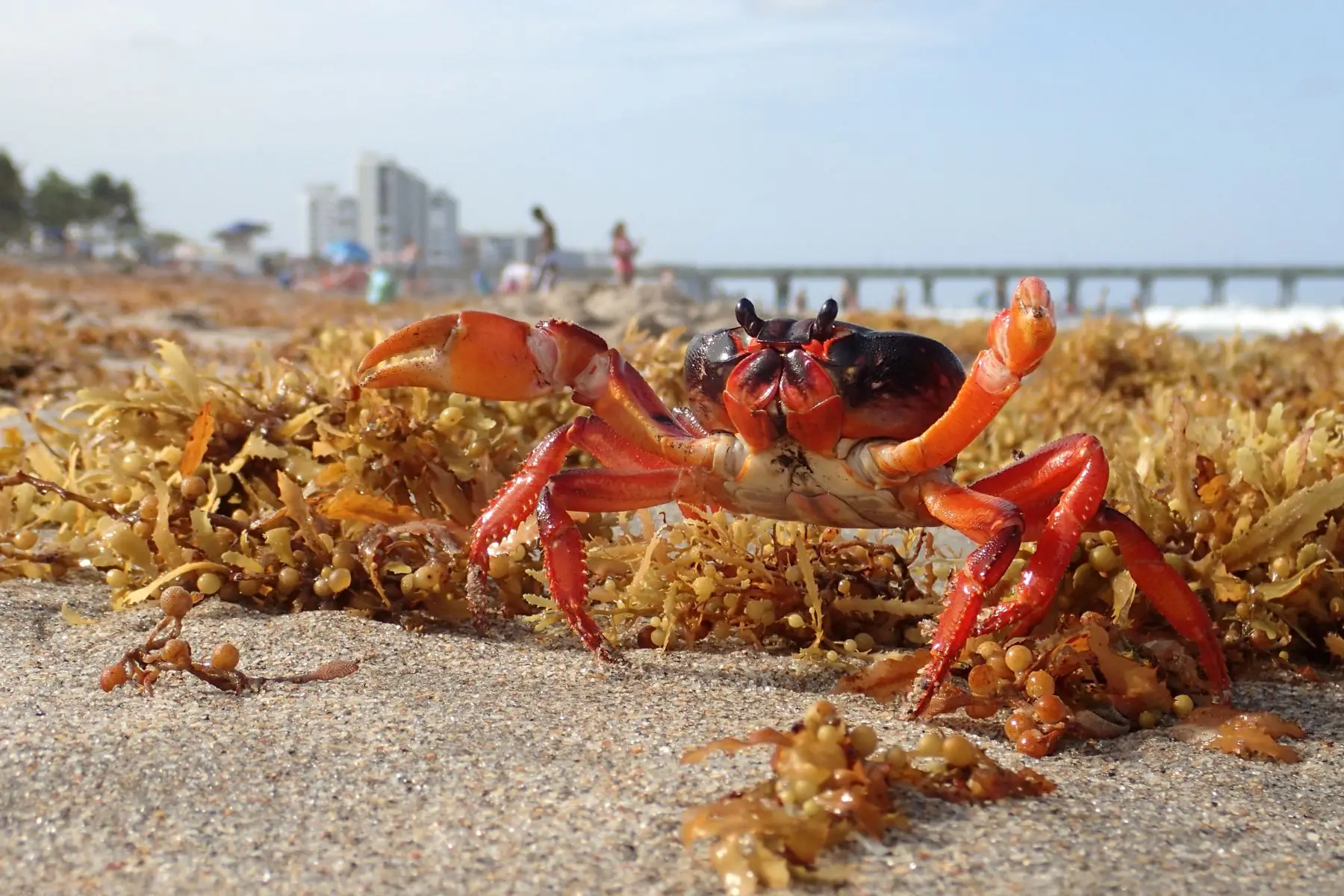 When floating in the ocean, sargassum is a source of food, shelter and reproduction for marine life, but on the shoreline it poses a threat to coastal ecosystems - Kunak