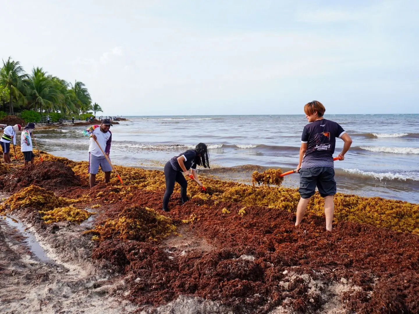 Campaña de voluntariado para la retirada del sargazo de las playas mexicanas - Secretaria de Estado de Medio Ambiente y Cambio Climático y Zofemat - México - Kunak