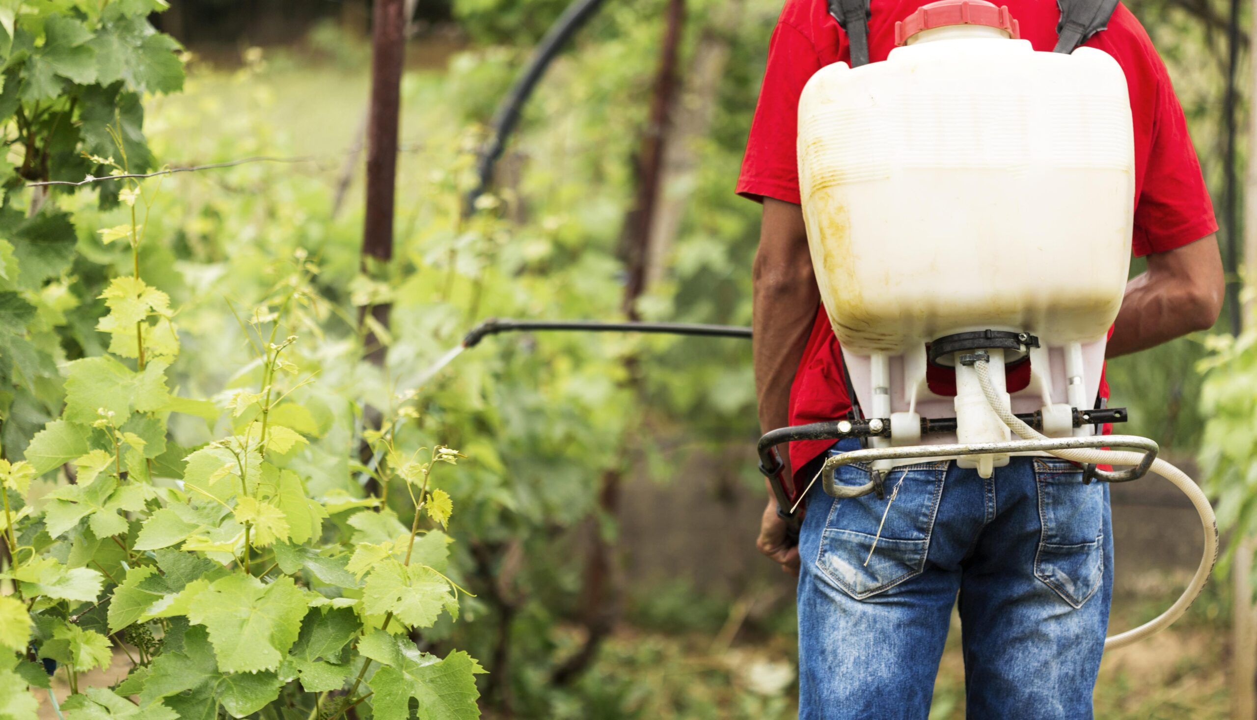 Los pesticidas empleados en la agricultura requieren de cianuro de hidrógeno para su elaboración_Kunak