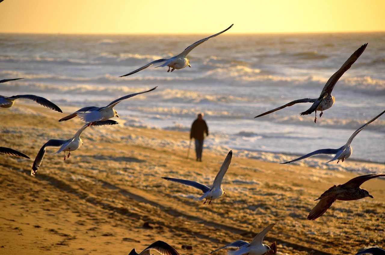 Mouettes et promenade touristique sur le littoral insulaire_Kunak