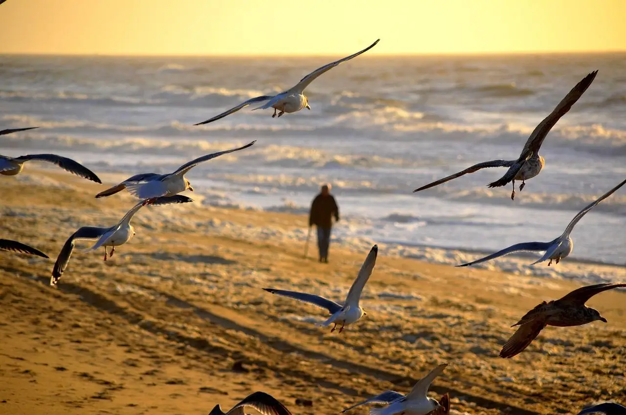 Gaviotas y paseo turístico en litoral insular_Kunak
