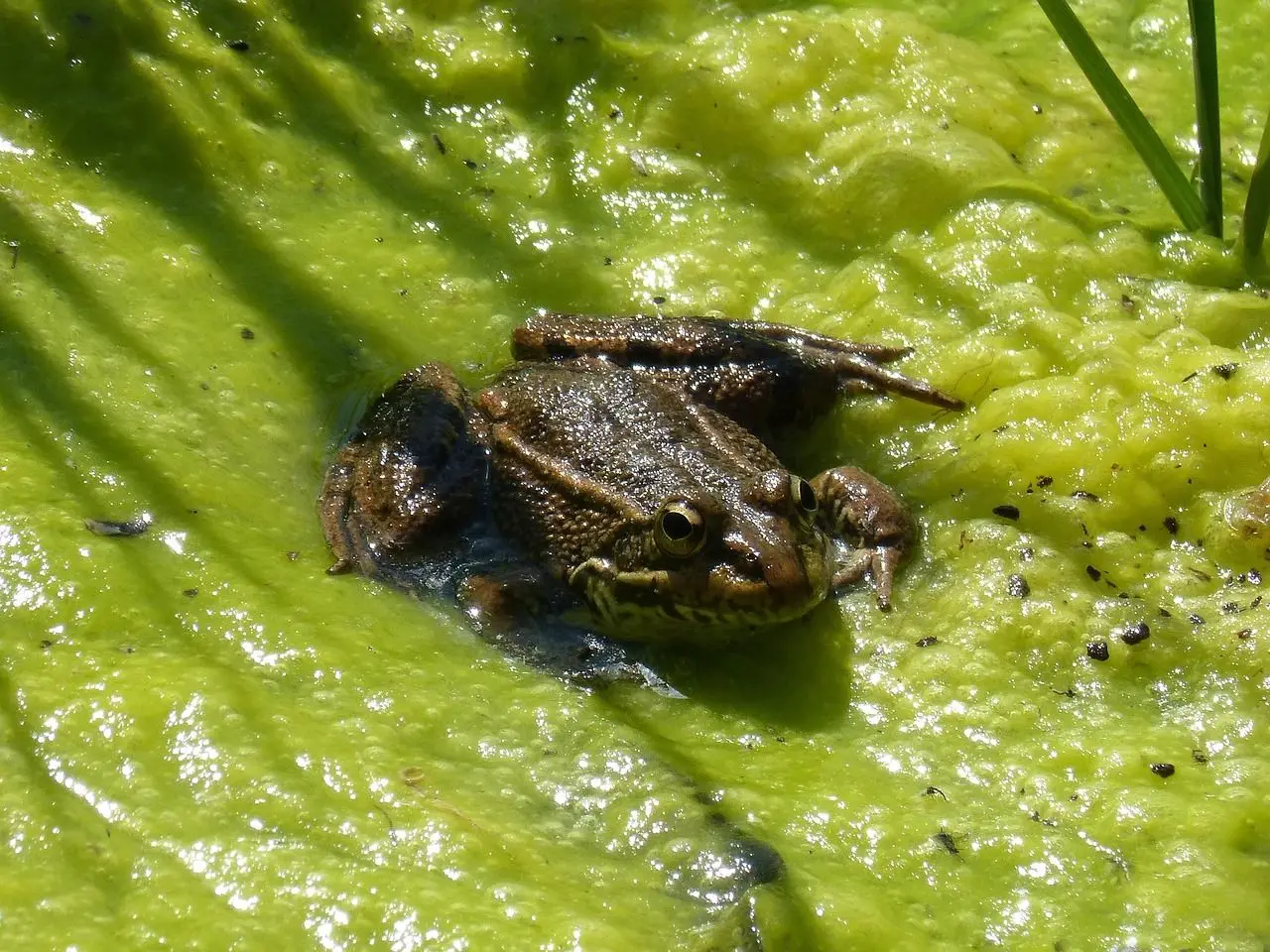 Frog in eutrophic waters_Kunak