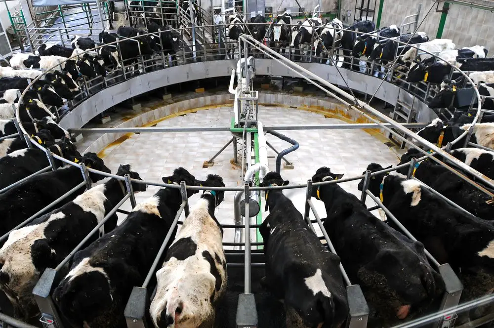 Extensive livestock farming is one of the sources of ammonia emissions into the air_Kunak