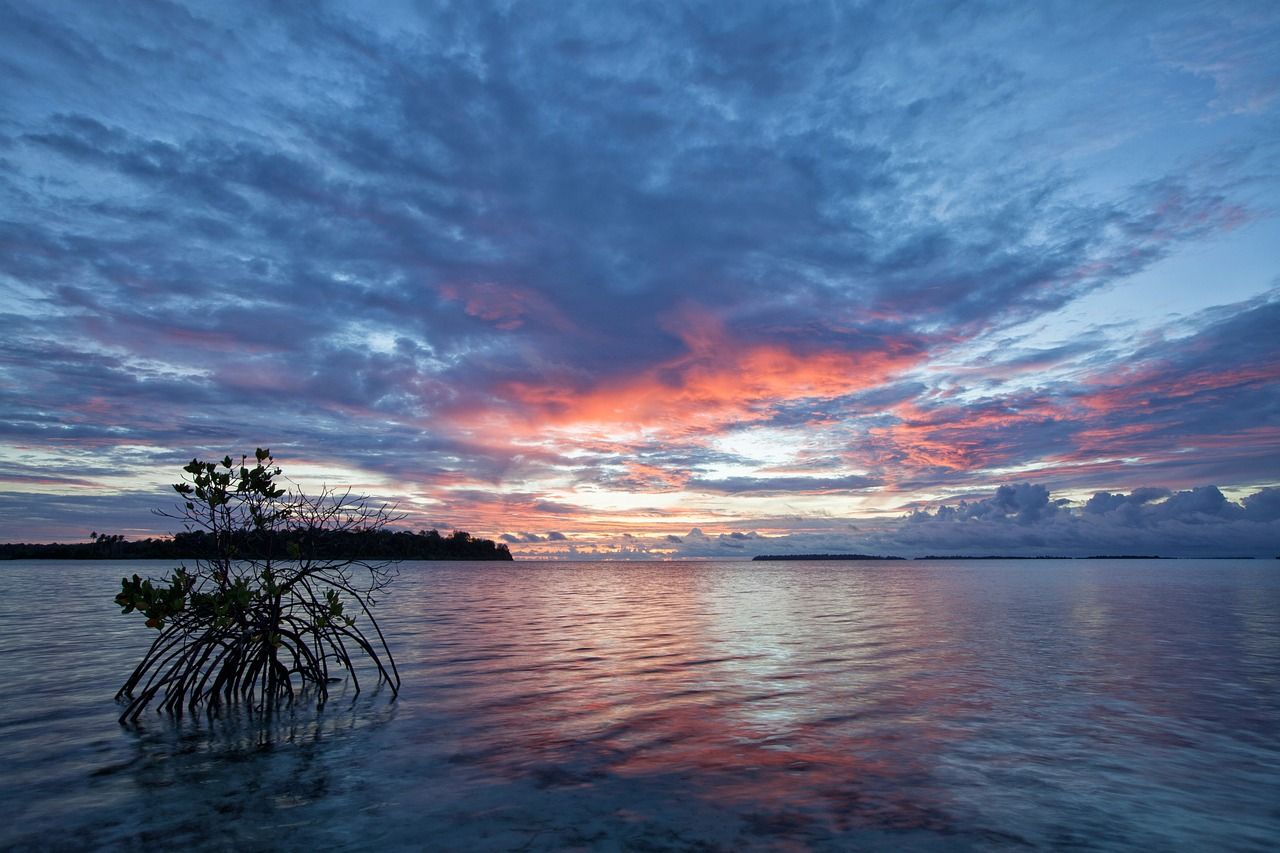 Mangrove sur le littoral insulaire au coucher du soleil_Kunak