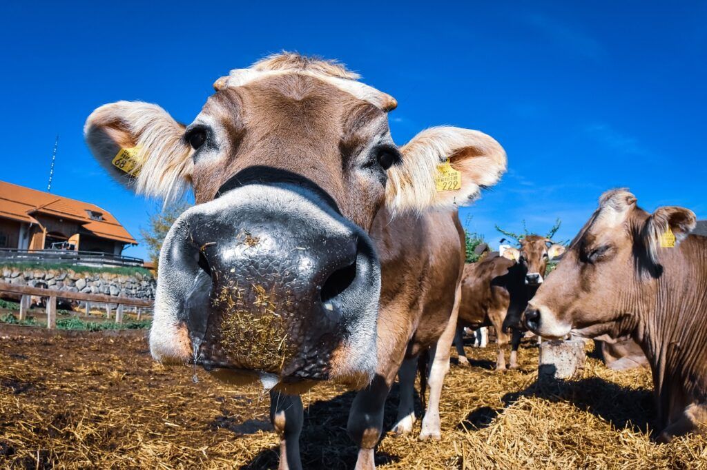 From animal metabolism to the way slurry is stored or fertiliser is applied to crops, every link in the agricultural production chain emits compounds into the air. - Kunak