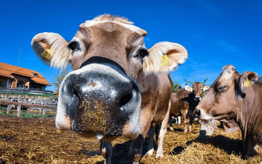 Impacto de la agricultura y la ganadería en la calidad del aire: gestión de emisiones agroganaderas