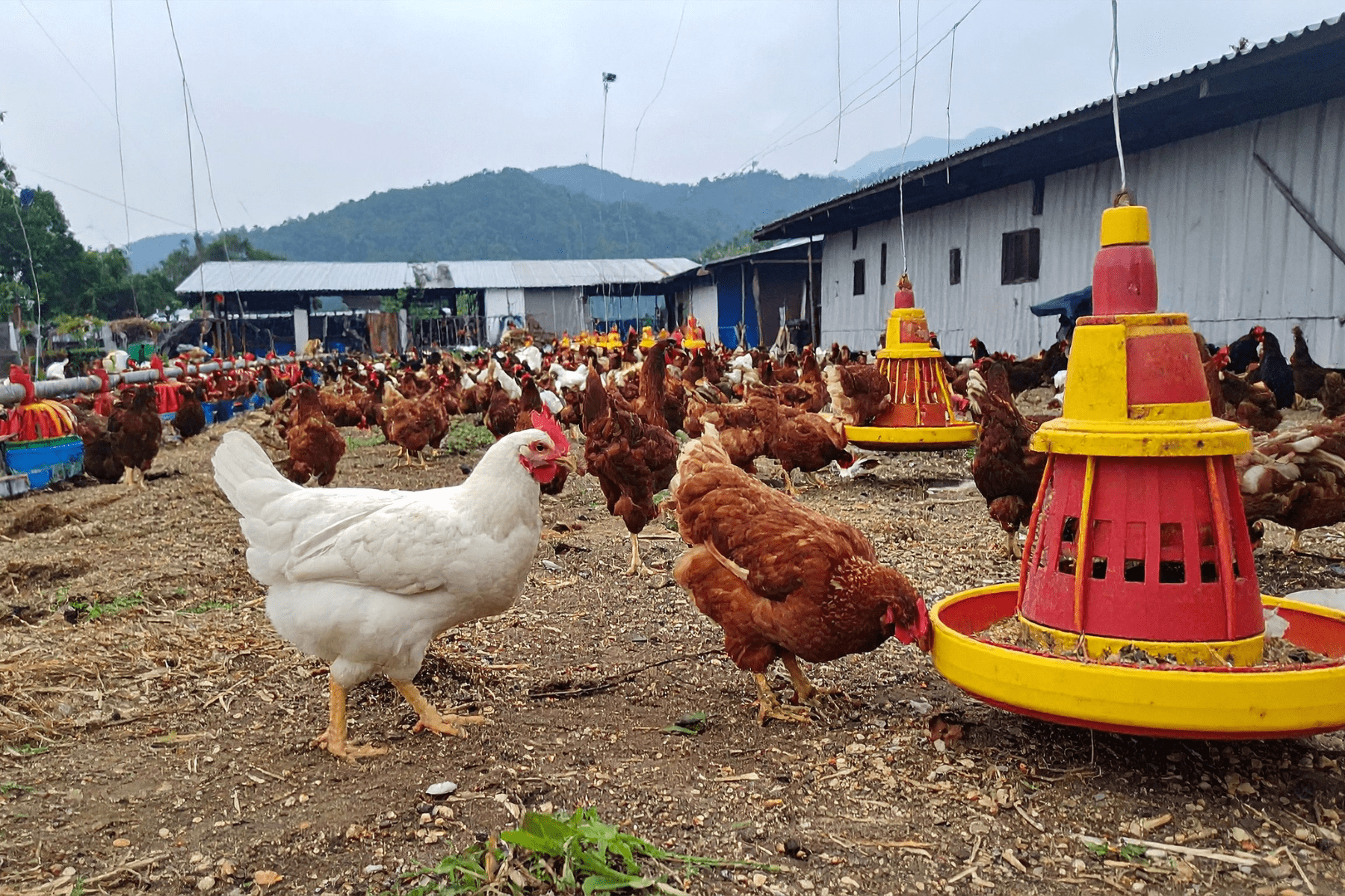 In areas where intensive livestock farming is practised, high concentrations of ammonia and fine particulate matter (PM2.5) are recorded. - Kunak