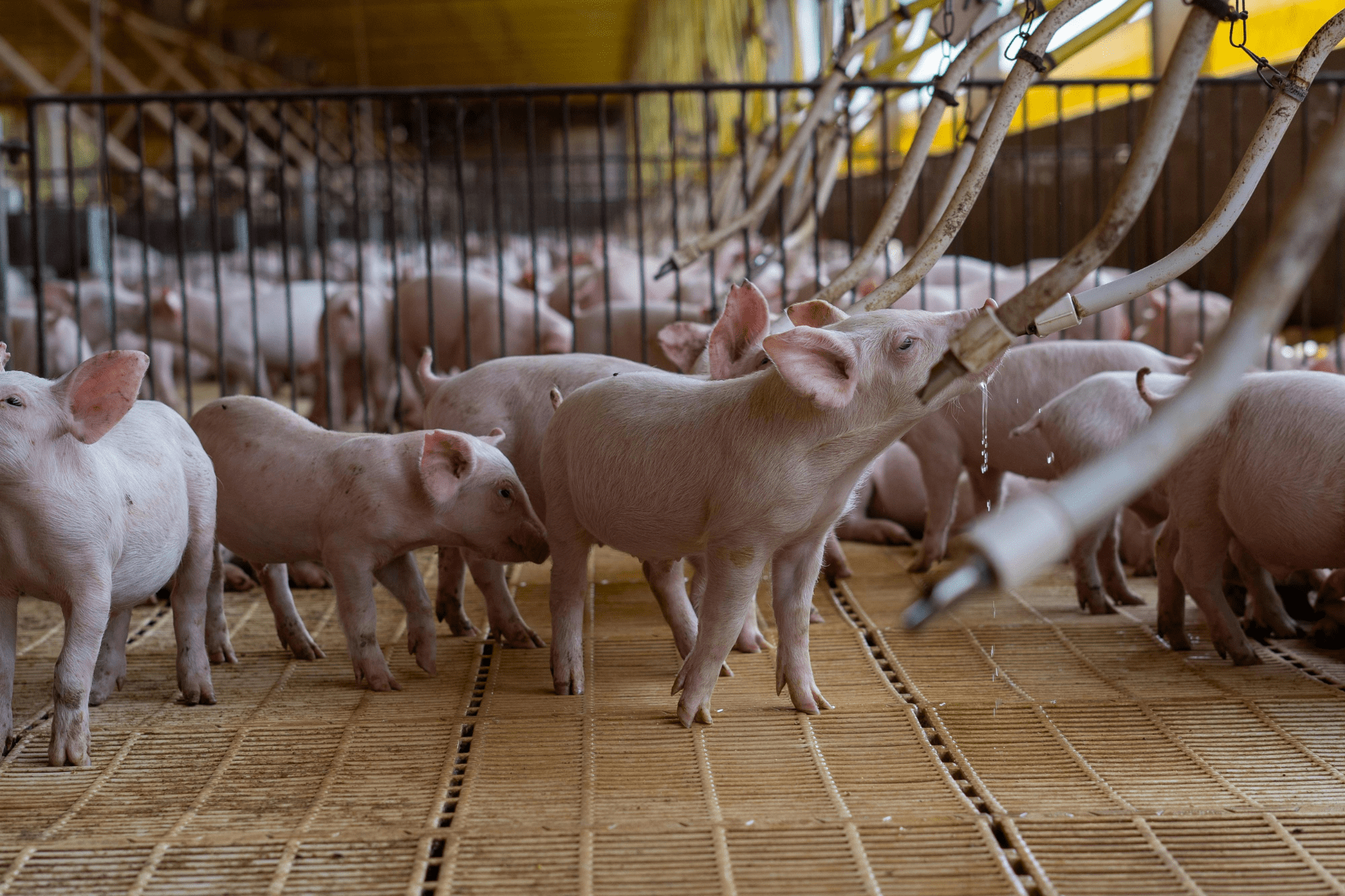 Livestock farms that integrate technologies to mitigate their emissions not only minimise their footprint on the atmosphere, but also generate additional income via biogas and ESG certifications. - Kunak