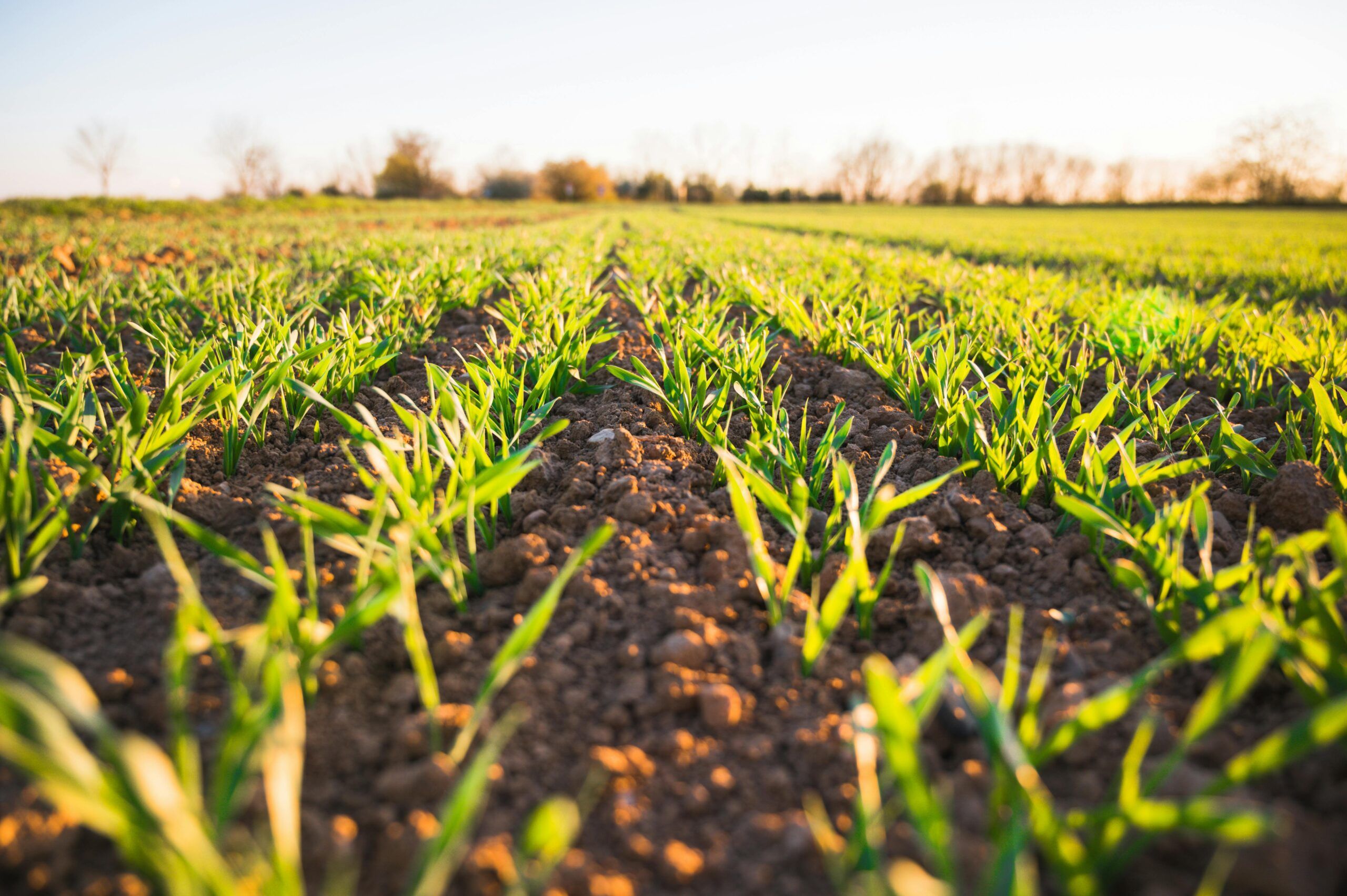 Agricultural and forest soils are a continuous source of NO due to nitrification and denitrification processes carried out by soil bacteria. - Kunak