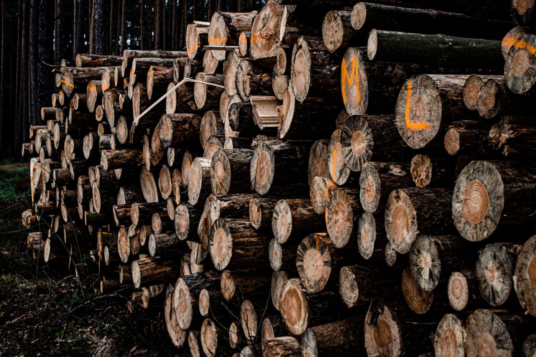 Cuando un bosque se tala o se quema para abrir terreno a nuevos usos, el carbono contenido en la madera y en la materia orgánica del suelo puede pasar a la atmósfera en forma de CO2. - Kunak